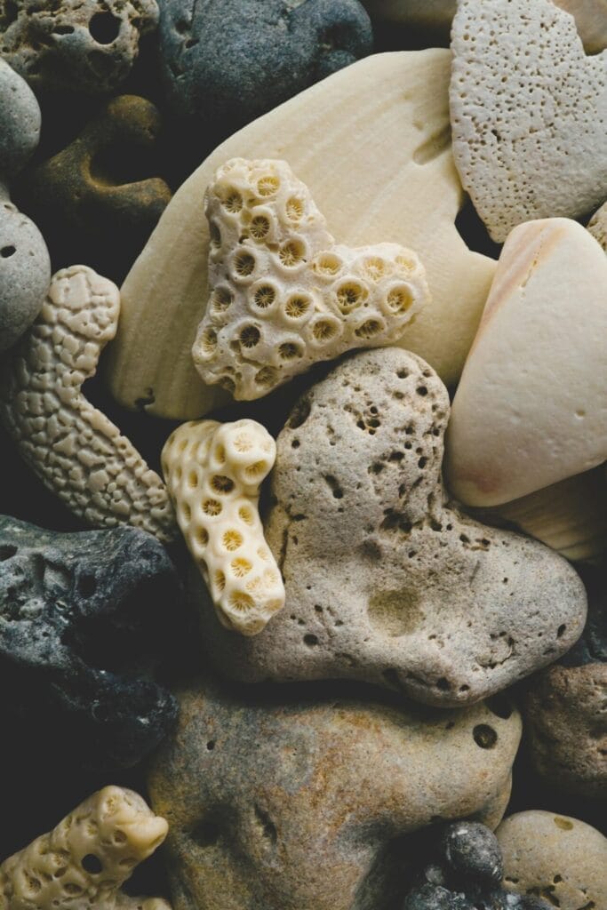 Ein Haufen Steine und Muscheln.